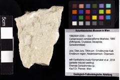 Foto (Objket + Etiketten) von Cycloprosopon complanatiforme (Moericke, 1889) 